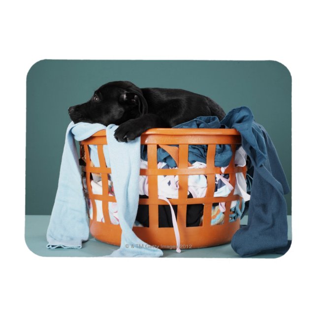 Ímã Cachorro deitado no cesto de roupa (Horizontal)