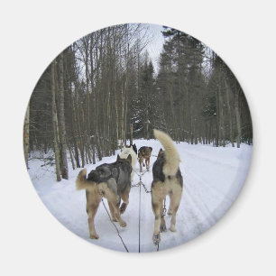 Imã Cachorro Dormindo em Quebec, Canadá