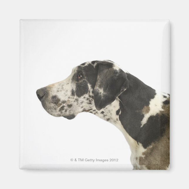 Imã Cachorro em branco 11 (Frente)