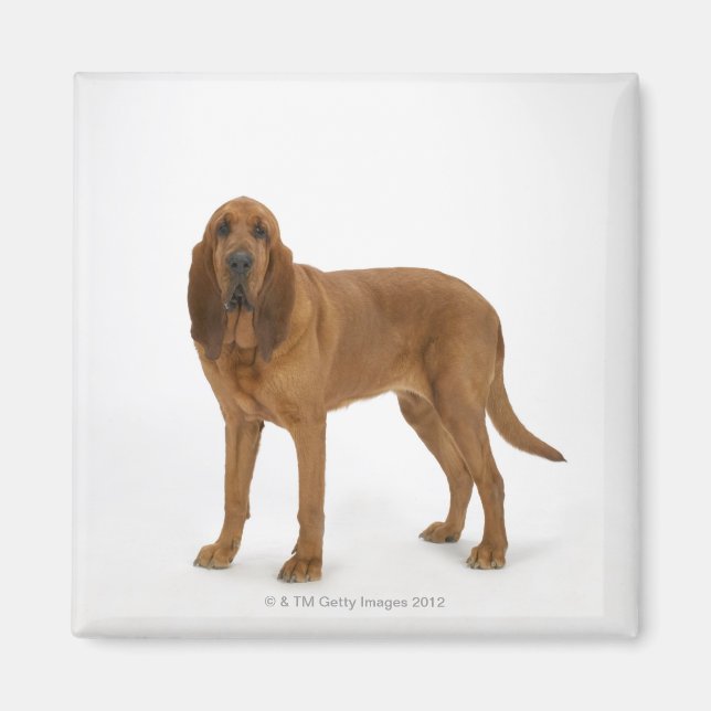 Imã Cachorro em branco 97 (Frente)