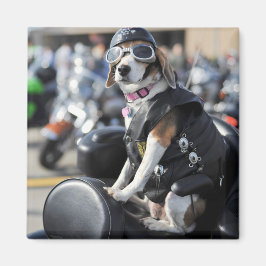 Imã Cachorro engraçado na foto da moto