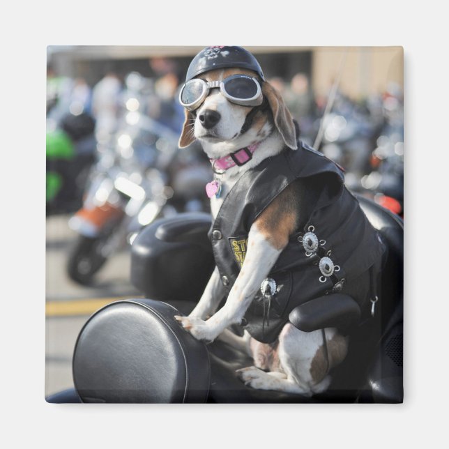 Imã Cachorro engraçado na foto da moto (Frente)