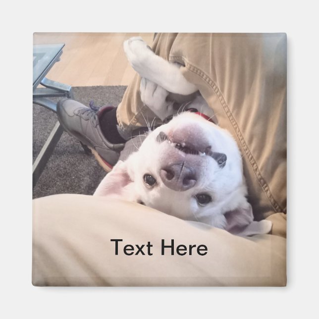 Imã Cachorro Engraçado Não Será Ignorado Foto Cômica (Frente)