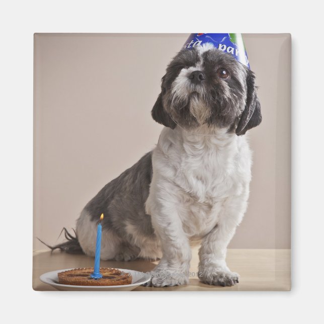 Imã Cachorro fazendo aniversário (Frente)