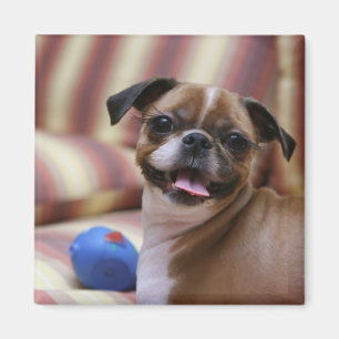 Imã Cachorro Feliz com Brinquedo