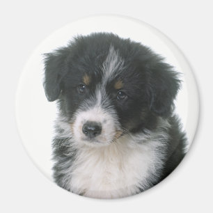 Imã Cachorro Filhote Australian Shepherd Aussie