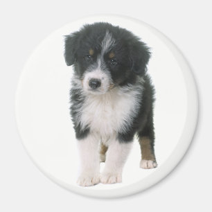 Imã Cachorro Filhote Australian Shepherd Aussie