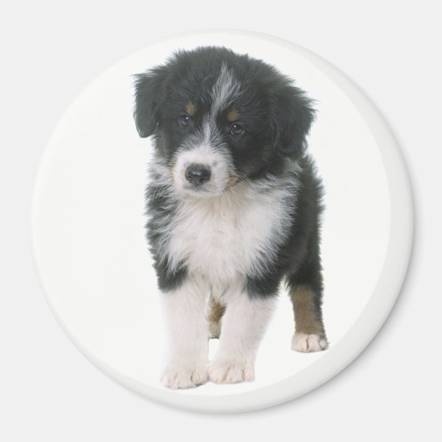Imã Cachorro Filhote Australian Shepherd Aussie (Frente)