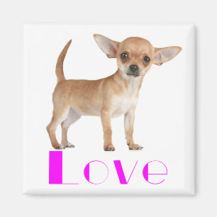 Imã Cachorro Filhote Chihuahua - Amor Rosa Orelhas Gra