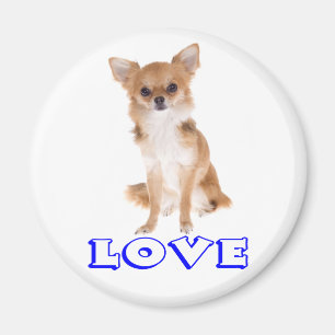 Imã Cachorro Filhote Chihuahua de Pelo Longo - Amor Az