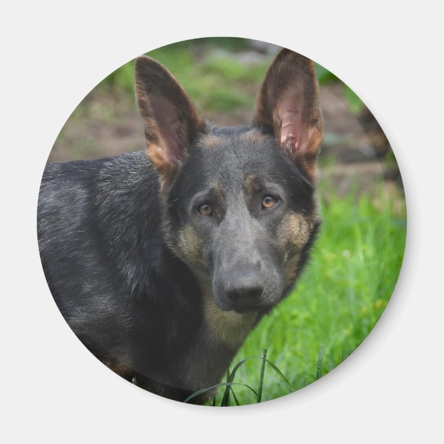 Imã Cachorro German shepherd azul (Frente)