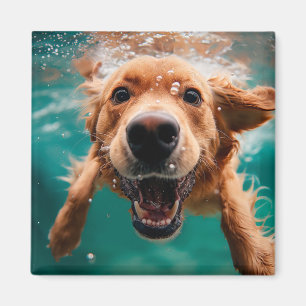 Imã Cachorro Golden Retriever Feliz Nadando Submerso