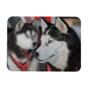 Ímã Cachorro Husky antes de uma corrida, Canadá