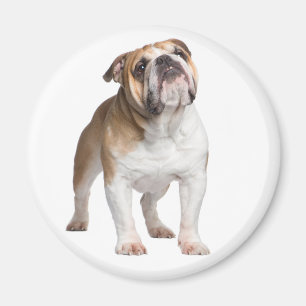 Imã Cachorro Inglês Engraçado Mãe Cachorro Bonito
