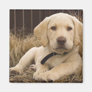 Imã cachorro Labrador Retriever