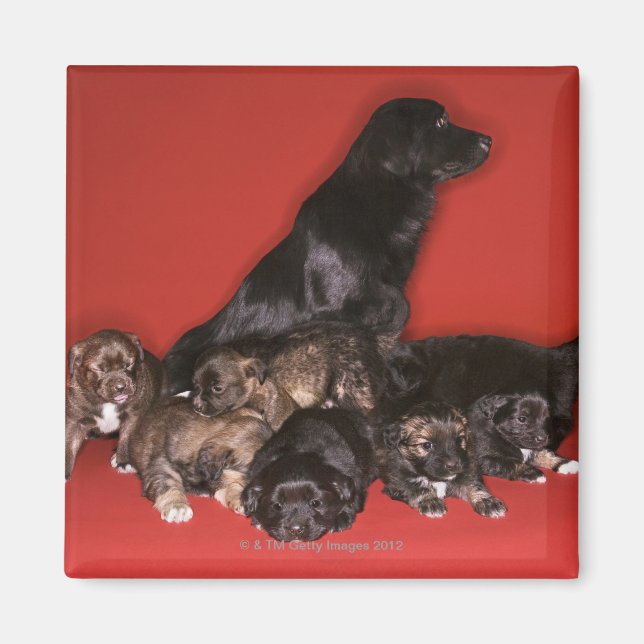 Imã Cachorro-mãe com cachorros (Frente)