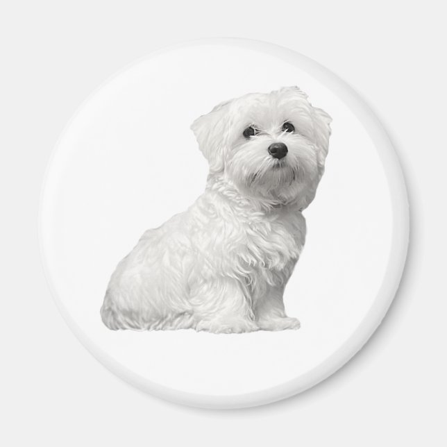 Imã Cachorro maltês fofo sentado (Frente)