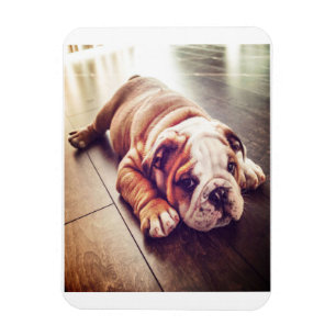 Ímã Cachorro-Mentiroso Inglês   Foto de cão