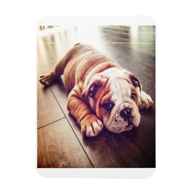 Ímã Cachorro-Mentiroso Inglês | Foto de cão (Vertical)
