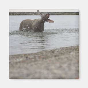 Imã Cachorro no lago balançando água