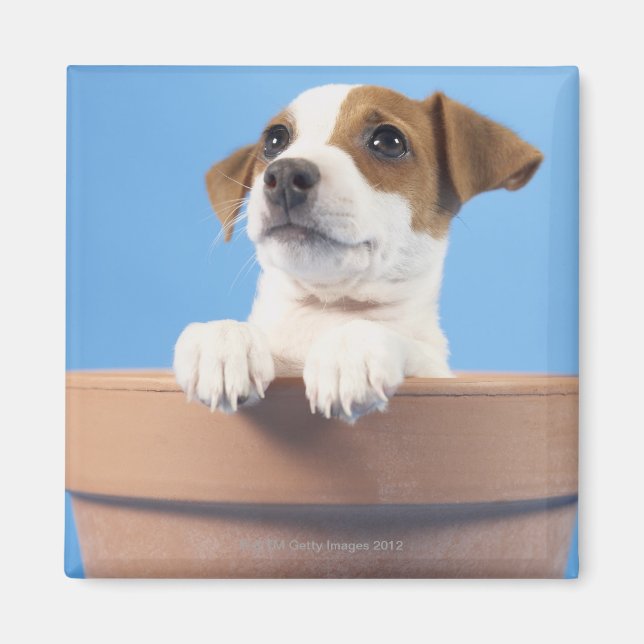 Imã Cachorro no vaso (Frente)