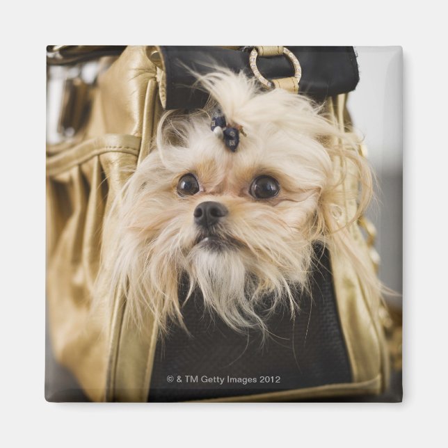 Imã Cachorro numa bolsa (Frente)