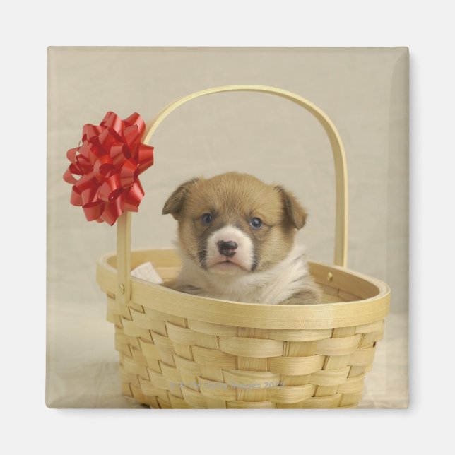 Imã Cachorro numa cesta (Frente)