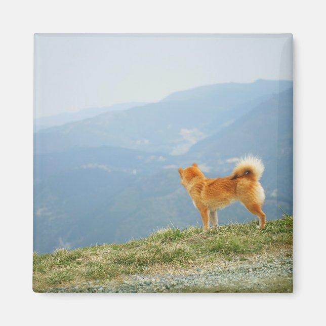 Imã Cachorro olhando para baixo na colina (Frente)