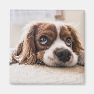 Imã Cachorro Panelado De Olhos Tristes