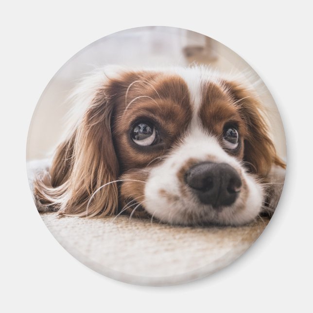 Imã Cachorro Panelado De Olhos Tristes (Frente)