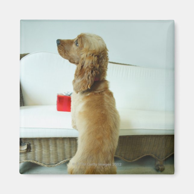 Imã Cachorro parado em um sofá com um presente (Frente)