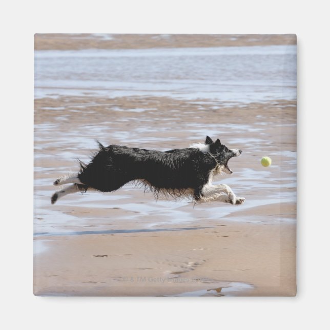 Imã Cachorro perseguindo uma bola na praia (Frente)