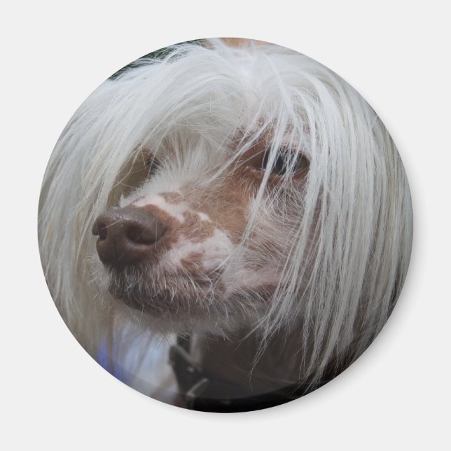Imã Cachorro Pinto Chinês (Frente)