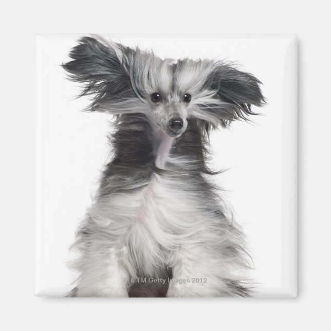 Imã Cachorro Pinto Chinês (15 meses de idade) ao vento (Frente)