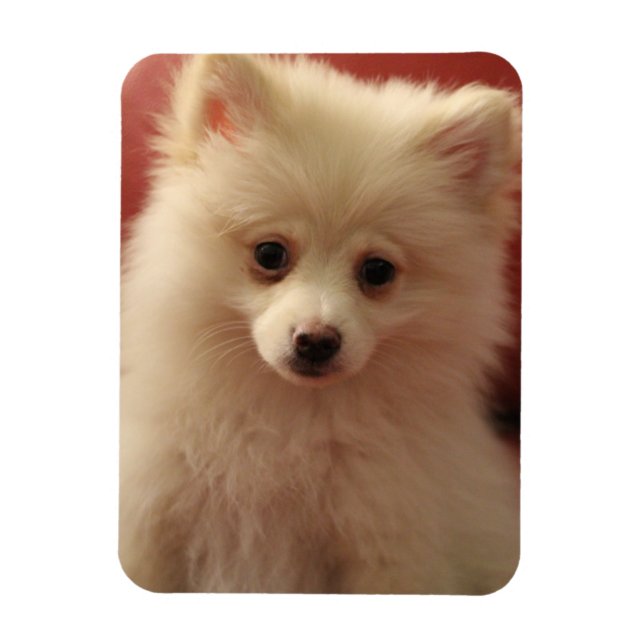 Ímã Cachorro Pomerano (Vertical)