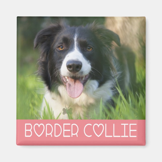 Imã Cachorro Preto E Branco Border Collie Rosa (Frente)
