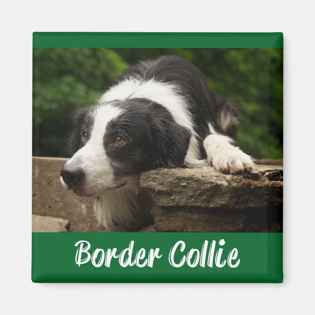 Imã Cachorro Preto E Branco Border Collie Verde (Frente)