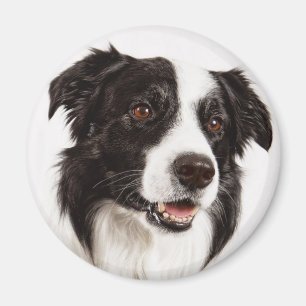Imã Cachorro Preto e Branco da Raça Border Collie