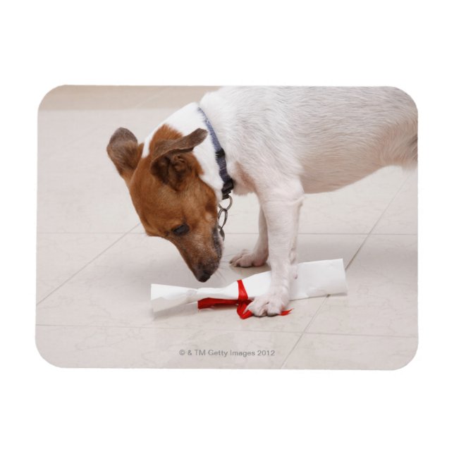 Ímã Cachorro procurando um diploma (Horizontal)