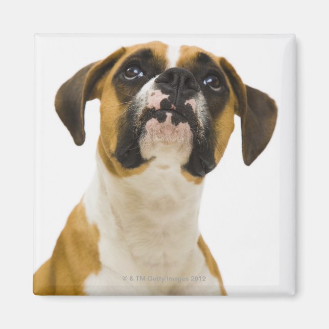 Imã Cachorro que olha (Frente)