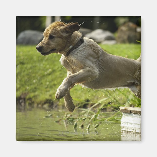 Imã Cachorro salta para o lago (Frente)