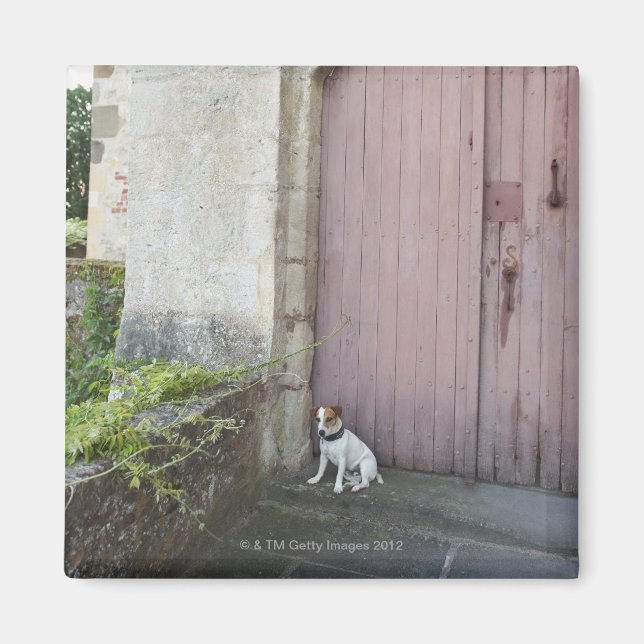 Imã Cachorro sentado à frente de portas fechadas (Frente)