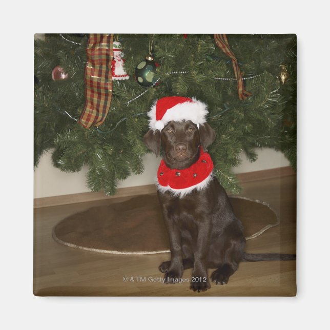 Imã Cachorro sentado perto de uma árvore de Natal (Frente)