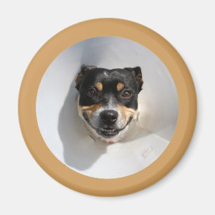 Imã Cachorro sorrindo engraçado