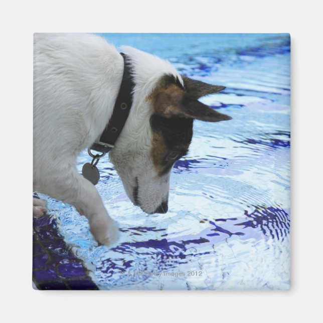 Imã Cachorro tocando água na piscina de natação (Frente)