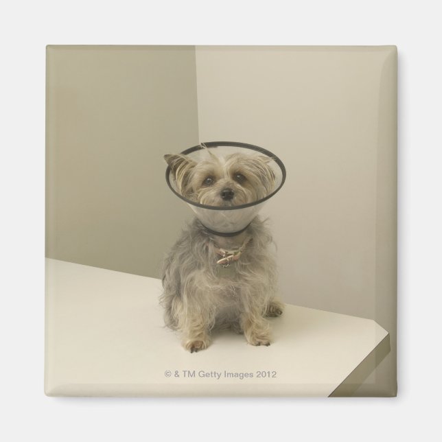 Imã Cachorro vestindo colar protetor (Frente)