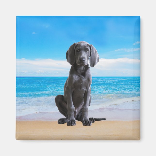 Imã Cachorro Weimaraner Sentado Na Praia (Frente)