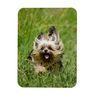 Ímã Cachorro Yorkshire Terrier Fofo Correndo pela Gram
