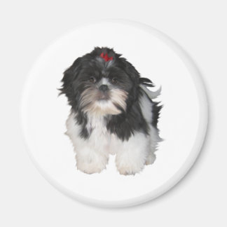 Imã Cachorros Filhotes Shitzu Shih Tzu