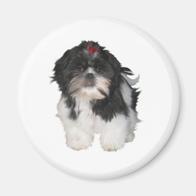 Imã Cachorros Filhotes Shitzu Shih Tzu (Frente)